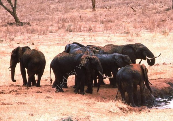Herd of Elephants, Treetops Hotel